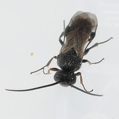 Cheloninae