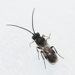 Cheloninae