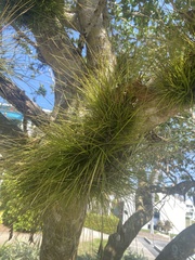 Tillandsia setacea
