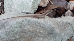 Anolis rodriguezii