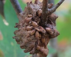 Callirhytis seminator