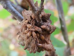 Callirhytis seminator
