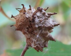Callirhytis seminator
