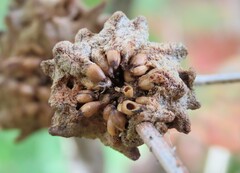 Callirhytis seminator