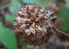 Callirhytis seminator