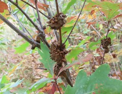 Callirhytis seminator