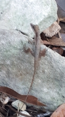 Anolis rodriguezii