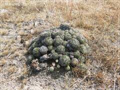 Echinofossulocactus