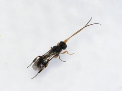 Cheloninae