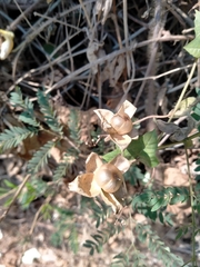 Camonea vitifolia