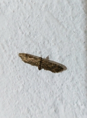 Eupithecia tenuiata