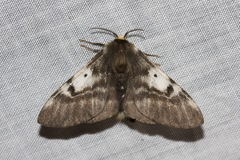 Nataxa flavescens