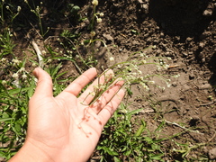 Pfaffia glomerata