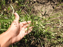 Pfaffia glomerata