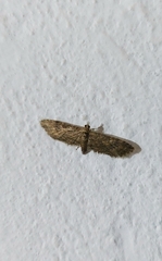 Eupithecia tenuiata