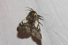 Nataxa flavescens