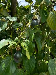 Passiflora ligularis