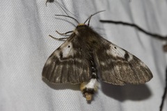 Nataxa flavescens