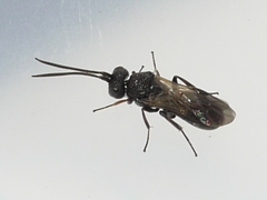 Cheloninae