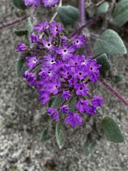 Abronia villosa