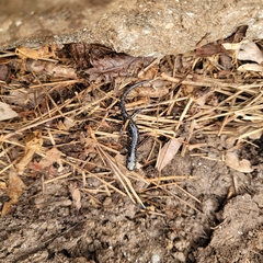 Plethodon glutinosus