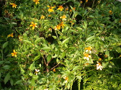 Bidens sandvicensis