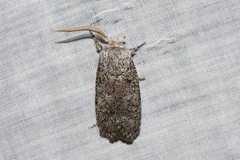 Cryptophasa irrorata