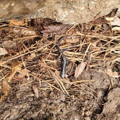 Plethodon glutinosus
