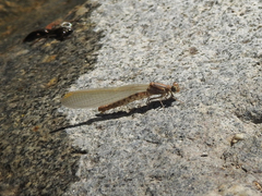 Argia joergenseni
