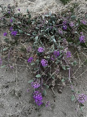 Abronia villosa
