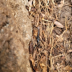 Plethodon glutinosus
