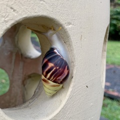 Amphidromus perversus