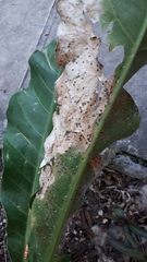 Anthurium schlechtendalii