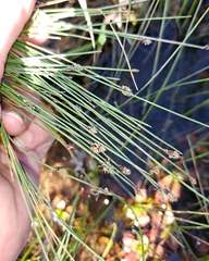 Eleocharis tuberculosa