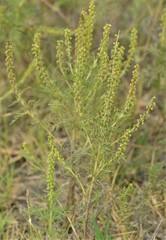 Ambrosia tenuifolia