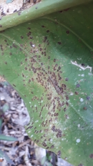 Anthurium schlechtendalii