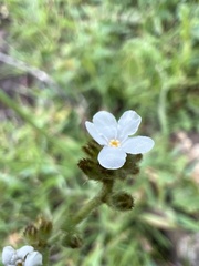 Plagiobothrys nothofulvus
