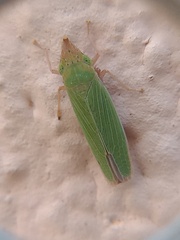 Draeculacephala soluta