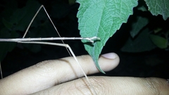 Pseudosermyle strigiceps