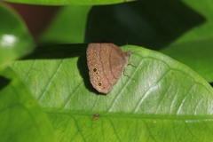 Hermeuptychia canthe