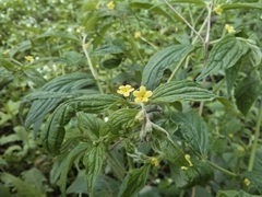 Lithospermum latifolium