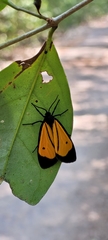 Paratype univitta