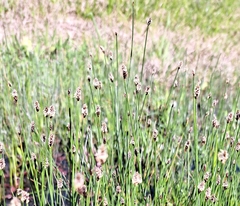 Eleocharis tuberculosa