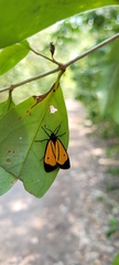 Paratype univitta