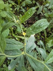 Lithospermum latifolium
