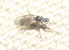 Bibiodes halteralis