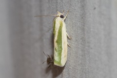 Earias huegeliana
