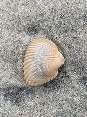 Lunarca ovalis