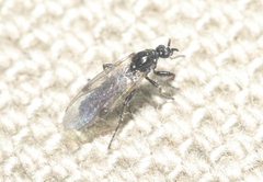 Bibiodes halteralis