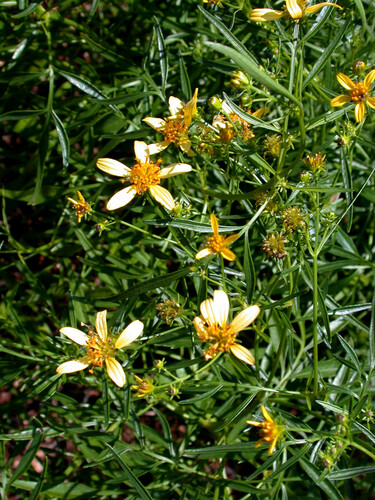 Bidens sandvicensis ssp. confusa